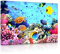 lightbox multicolor | Bilder mit LED Beleuchtung | Bunte Fische über Korallenriff | 100x70 cm | Fully Lighted