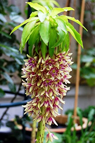 2 x Eucomis Bicolor (Pineapple Lily) Bulbs Size 14/16 Fragrant Tropical Summer Flowering Perennial,Ready for Planting Now,Award of Garden Merit (AGM) WHICH is for Plants of Outstanding Excellence