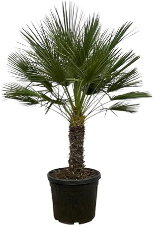 Trendyplants - Chamaerops Humilis sur tige - Palmier nain - Plante de jardin - Hauteur 170-190 cm - Taille du pot Ø45cm