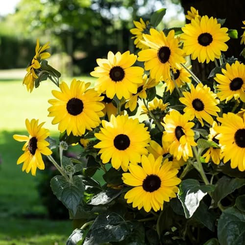 semillas de girasol perennes resistentes, plantas en macetas resistentes al exterior, flores de primavera semillas de girasol organicas, Semillas de flores perennes resistentes, 100pcs