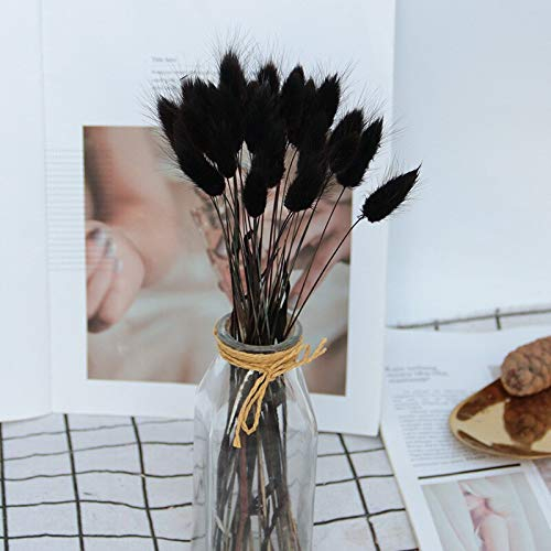 YIWOYI Natürliches getrocknetes Hasenschwanzgras, Kaninchenschwanz, getrocknete Blumen, natürliches Lagurus-Pampasgras, Heimdekoration, Blumenstrauß für Hochzeit (schwarz, 30 Stück)