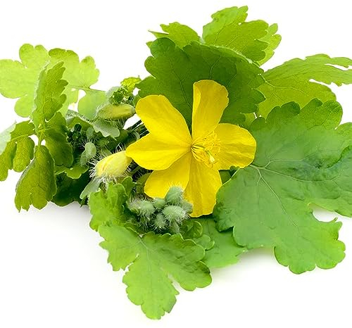 50 Stücke Schöllkraut Samen Kaufen, Balkon Kräutergarten Winterfeste Pflanzen Für Balkon (Chelidonium Majus) Wildkräuter Samen Winterharte Pflanzen Für Garten Kräuter Pflanzen Steingartenpflanzen