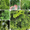 60 pcs Platycladus Orientalis Samen bio saatgut bonsai baum Oriental Lebensbaum Baum Samen - exotische zimmerpflanzen exotische zimmerpflanzen samen bonsai bäumchen kaufen winterharte