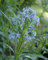 glänzenden blauen Stern, Amsonia ILLUSTRUS, beständige blaue Blume 10 Samen