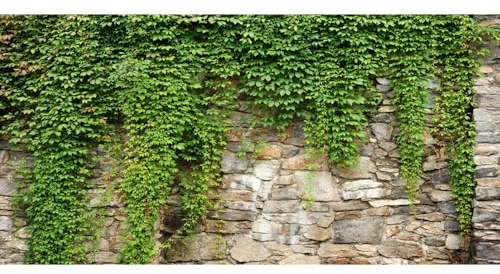 Leyiyi 6x3 m langer Hintergrund mit Blättern, Gartenpflanzen, Grunge-Steinwand, grünes Banner, Vane Ast, Abdeckung, Vintage, Architektur, Fotohintergrund, Hochzeit, Fotostudio, Vinylrequisite.