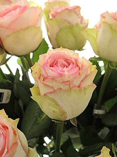10 Rosen im Bund - Rosa - frische echte Stiele in Premium-Qualität - 50 cm - Frischegarantie