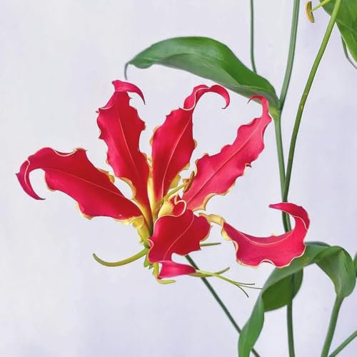 3 piezas Lirios de fuego - bulbos Bulbos de flores de jardín de hierbas resistentes gloriosa superba - Plantas de interior purificadoras de aire en maceta bonsái planta trepadora,