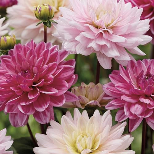Bloomique - 3er-Mix - Dahlien - Rosa-Mix - Blumenzwiebeln - Staude - Sommerblüher und Herbstblüher - Wird bis zu 90-100 cm groß