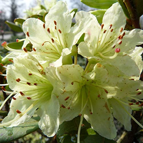 Rhododendron 'Shamrock' - Kompakter Wuchs mit schönen roten Blüten - 20-30 cm Topf