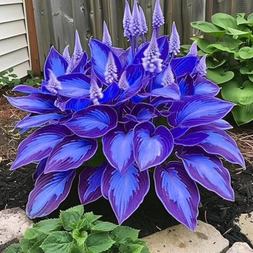 Bulbi di hosta perenni e brillanti all’ingrosso, coltivazione professionale per una splendida esposizione in giardino, 8 bulbi, A