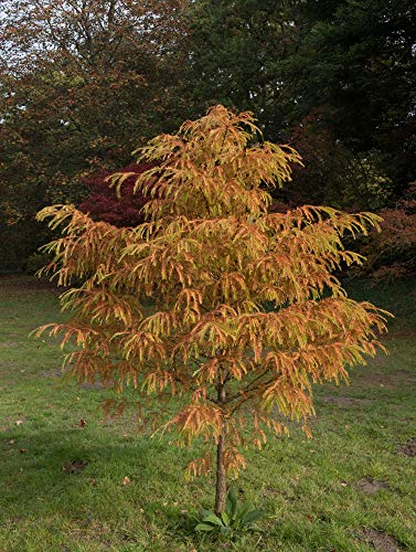 Urwelt Mammutbaum 10 Samen- Metasequoia glyptostroboides- Bonsai/garten