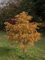 Urwelt Mammutbaum 10 Samen- Metasequoia glyptostroboides- Bonsai/garten