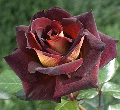 ROSA EDDY MICHTELL BLACK GOLD IN VASO 19CM PROFUMATA MEILLAND