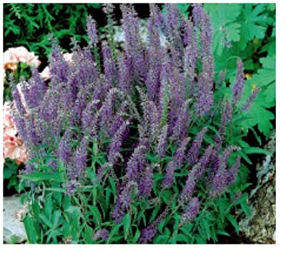 Stk - 100x Ehrenpreis Veronica Blue Shades spicata Saatgut Garten Pflanzen - Samen K34 - Seeds & Plants Shop by Ipsa