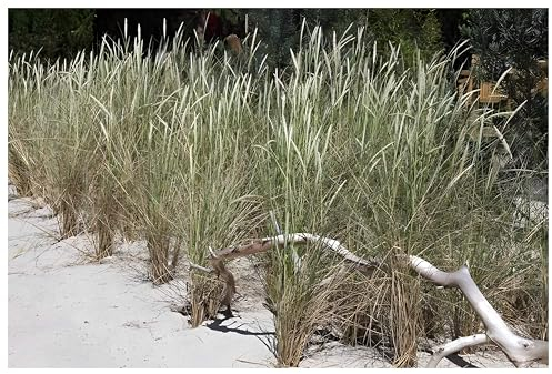 1 x Ammophila arenaria im 1 Liter Topf (Ziergras/Gräser/Winterhart/Mehrjährig/Immergrün/Staude) Strandhafer - Dünengras - Holen Sie sich ihr Urlaubsfeeling in den Garten - von Stauden Gänge