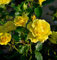 Hochstamm Rose Friesia 80-100cm - Gartenpflanze