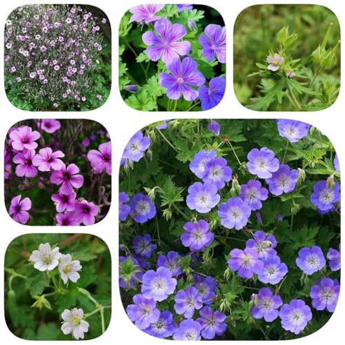 500 pcs Storchschnabel Samen Winterhart pflanzenkübel garten kräutergarten Storchschnabel Pflanze, Geranium wilfordii, pflanzensamen geschenk bodendecker winterhart storchschnabel