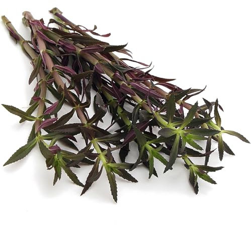 K2AQUA Limnophila Aromatica Live Aquarium Plant Fragrant and Vibrant Aquatic Plant for Tropical Tanks Ideal for Aquascaping Fast Growing