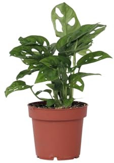 Plant in a Box - Monstera adansonii 'Masque de Singe' - Plante d'intérieur - Monstera gruyère - Pot 12cm - Hauteur 20-30cm