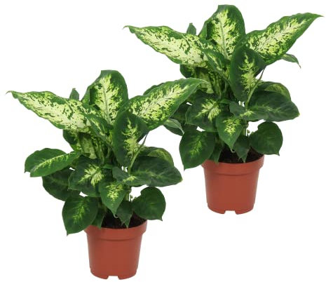 Dieffenbachia Compacta Set de 2 Plantas de Interior Purificadoras del Aire Naturales