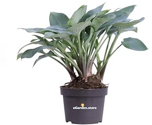 Pianta di Hosta diverse varietà e colori pianta ornamentale da esterno pianta vera da giardino venduta da eGarden.store (Halcyon v.13 cm)