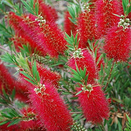Carbeth Plants Callistemon Bottlebrush Plant (2 Plants)