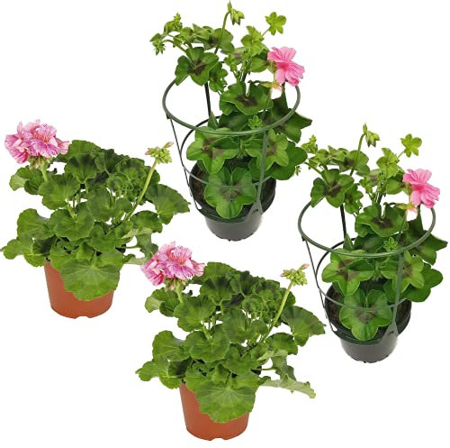 Pack de 2 Geranios y 2 Murcianas o Gitanillas Lote de Cuatro Plantas con Flor para Jardín