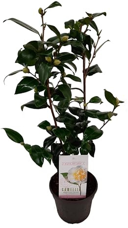 Camellia japonica ‘Brushfield’s Yellow’ 60-80 cm | Japanische Kamelie – Frühblüher mit cremig gelben Anemonenblüten, immergrün, pflegeleicht & winterhart – ideal für Garten, Terrasse & Kübel