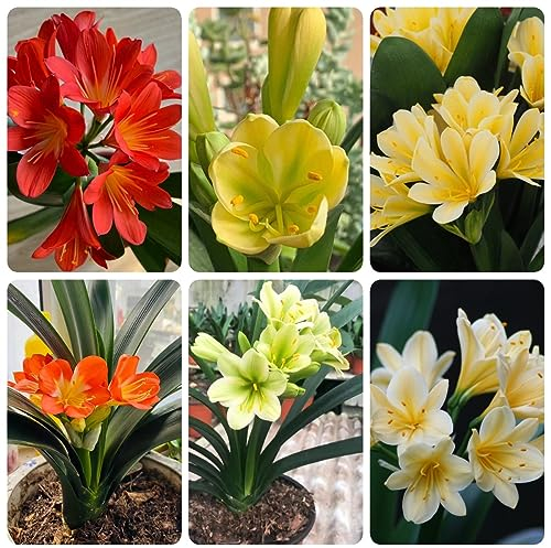 30 pcs Clivia Pflanze Samen - Clivia miniata - Wildblumensamen, Balkon Blumenbeet, Steingartenpflanzen Winterhart Samen Zimmerpflanzen, Garten Pflanzen Schnittblumen Samen, Zimmerpflanzen