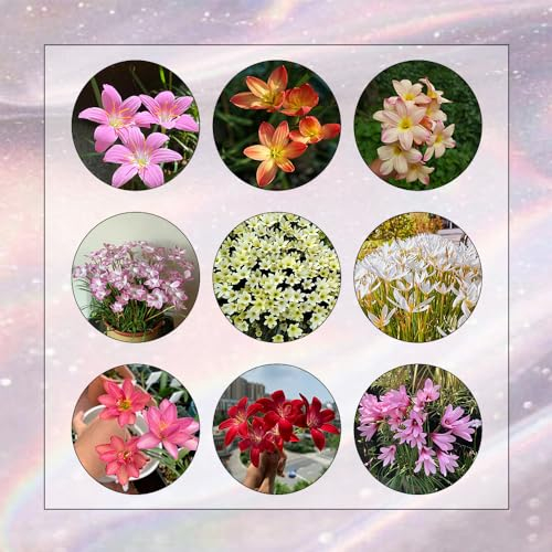 4 Pcs Zephyranthes Zwiebeln - Flowers Decoration, Zimmerpflanzen (Zephyranthes Candida) Balkon Blumen, Pflanzen Züchten Bodendecker Winterhart Mehrjährig, Blumenwiese Frühlingsblüher