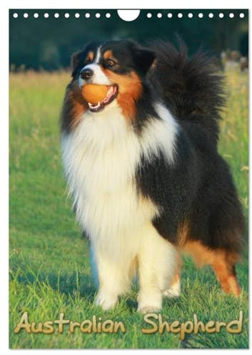 Australian Shepherd (Wandkalender 2026 DIN A4 hoch), CALVENDO Monatskalender: Schöne Aufnahmen aus dem Leben von Australian Shepherd (CALVENDO Tiere)