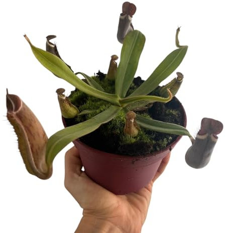 Planta Carnívora Nepenthes, Planta Exótica de Interior y Exterior, Colección de Plantas Raras con Jarras