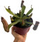 Planta Carnívora Nepenthes, Planta Exótica de Interior y Exterior, Colección de Plantas Raras con Jarras