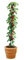 Arbol Frutal Enano en columna de Cerezo del Valle del jerte con D.O.P para terraza - Jardin de Viveros la Berrocosa En maceta M-20 con Alt. aprox 80cm