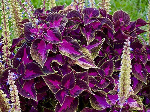 Coleus Black Dragon 25 Seeds - Striking Leaf Texture : Seeds Only