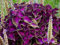 Coleus Black Dragon 25 Seeds - Striking Leaf Texture : Seeds Only