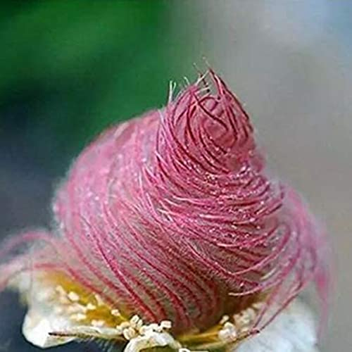 Saterkali Prairie Smoke Seeds, 100Pcs/Bag Prairie Smoke Seeds Rare DIY Special Bonsai Potted Rare Flower Seeds for Garden 1