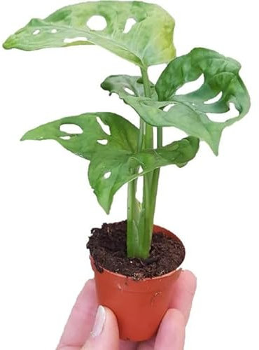 Mini Planta de Interior Monstera Obliqua Monkey Leaf Monstera Hojas de Mono