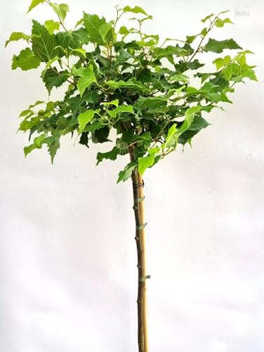 Kugel - Linde 'Tilia Cordata Lico' Hochstamm 40-50 cm Winterhart Freilandaufzucht