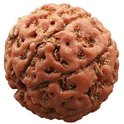 Lllunimon Nepal Vajra Bodhi Armband Rudraksha mit Sieben Blütenblättern, original Samen rote Haut, für Männer Frauen Sammlung Geschenke,26~28mm 9 pcs