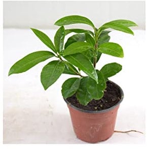 Pianta Lauroceraso - Dimensione Vaso Vaso 14cm