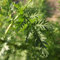 100 Artemisia annua samen beifuß samen saatgut kräuterpflanzen gartenpflanzen winterhart mehrjährig pflanzen balkonpflanzen bio saatgut blumen garten