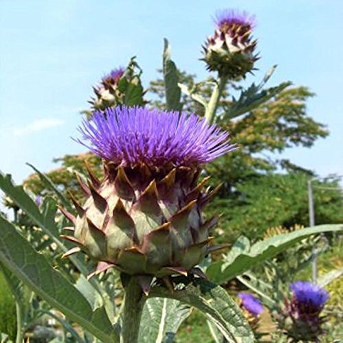 Gemüse Artischocke - Cynara cardunculus