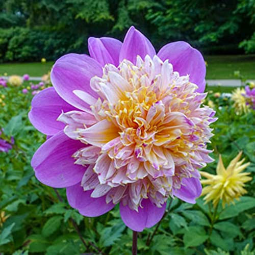 Dahlien zwiebeln,winterhart,dahlienknollen kaufen,Dahlia bulbs,dahlie Zwiebeln MehrjäHrig,dahlien Knollen winterhart mehrjährig,Dahlien Knollen,dahlien knollen winterhart groß.-2zwiebeln-E