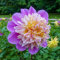 Dahlien zwiebeln,winterhart,dahlienknollen kaufen,Dahlia bulbs,dahlie Zwiebeln MehrjäHrig,dahlien Knollen winterhart mehrjährig,Dahlien Knollen,dahlien knollen winterhart groß.-2zwiebeln-E