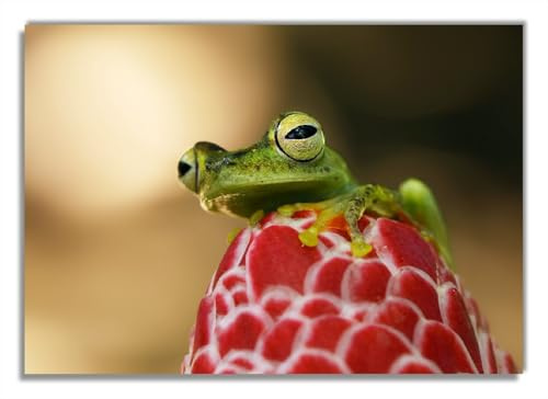 Wallario Glasbild Frosch sitzt auf Einer Knospe - 70 x 100 cm Wandbilder Glas in Premium-Qualität: Brillante Farben, freischwebende Optik