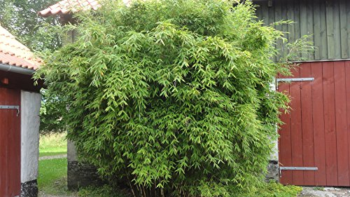 1 x Fargesia murieliae 'Dino' im C2 Topf (Bambus/Winterhart/Ziergras/Mehrjährig) Riesen Gartenbambus - Winterhart pflegeleicht beeindruckend dicht - macht keine Wurzelausläufer - von Stauden Gänge