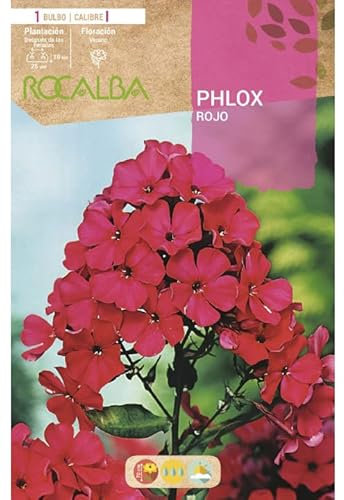 Peyca Bulbo de flor variedad Phlox rojo 1 unidad - Rocalba
