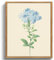 MHARTK66 Vintage Botanisch Leinwand Bilder mit Rahmen Holz, 30x40 cm Wandbilder Wohnzimmer Plumbago Bild Aesthetic, Blumen Illustration Wanddeko Schlafzimmer Badezimmer Büro Zimmer