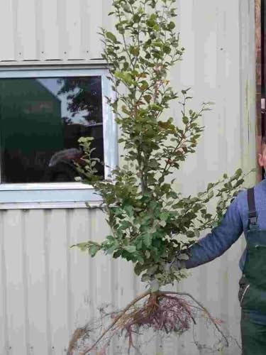 Rotbuchen 30t. 150-180cm Forstpflanzen Rotbuche Fagus sylvatica Wurzelware Heckenpflanzen heimisch